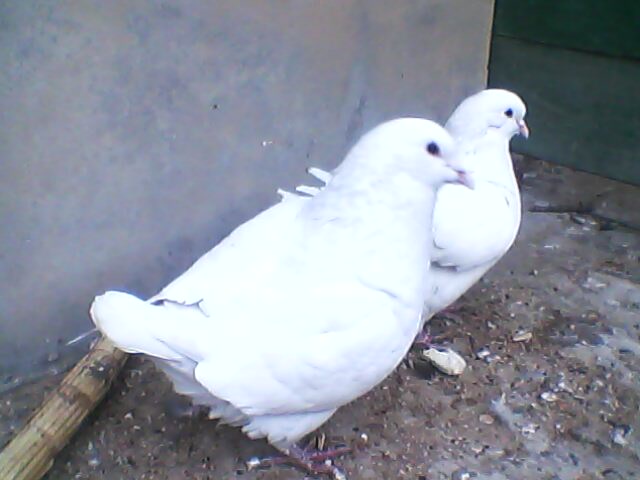 鸾鸽,卡奴鸽,王鸽与本地鸽经多元杂交的基础上培育成功了石岐鸽.